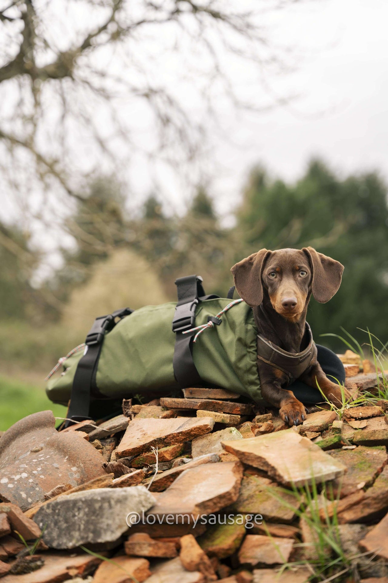 Dachshund backpack carrier