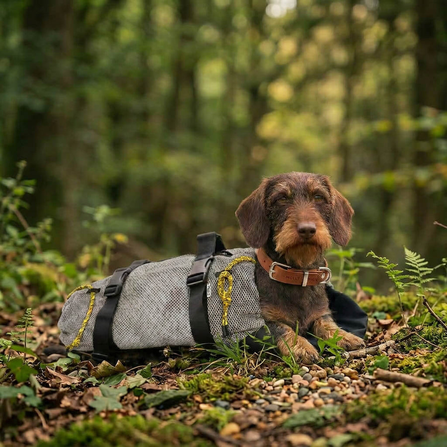 hiking backpack for dachshund