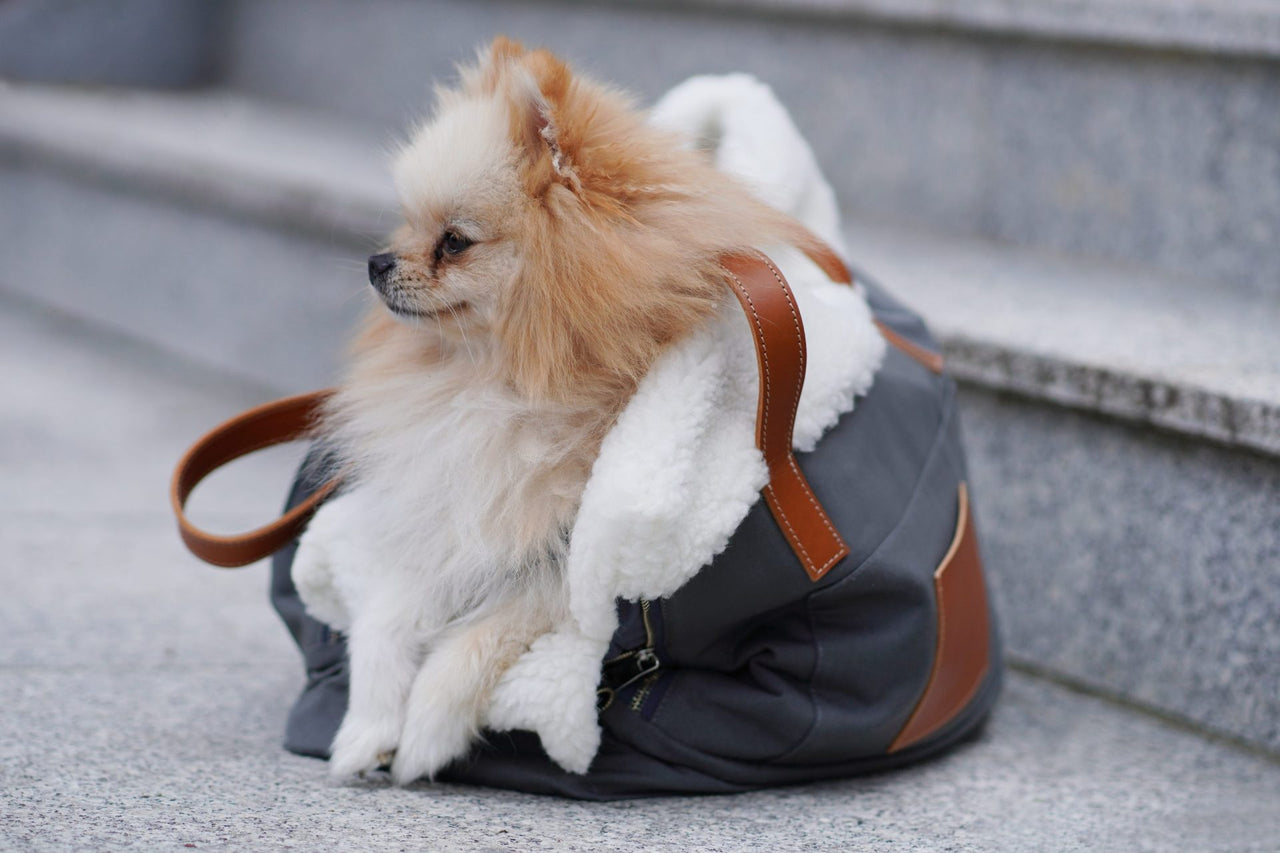 Spitz Dog in Handbag