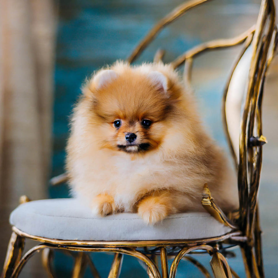 Spitz on seat
